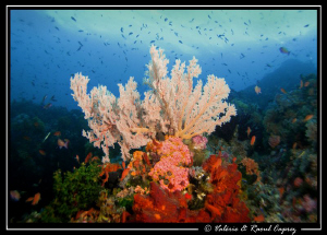 Colors of Komodo by Raoul Caprez 